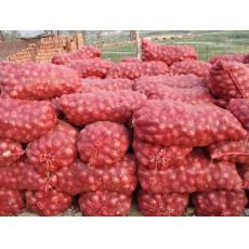 供應洋蔥 優質果品洋蔥生產廠家與價格分析